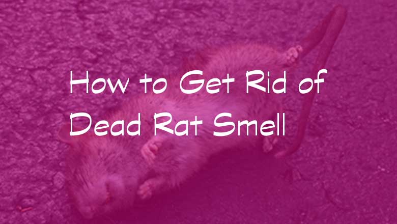 how-to-get-rid-of-dead-rat-smell-fetch